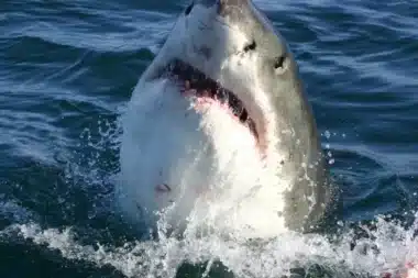 Great white shark "Contender" makes waves in the Atlantic